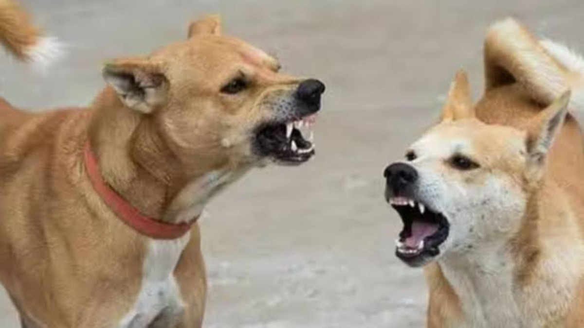 Desmantelan red transnacional de apuestas ilegales y peleas de perros